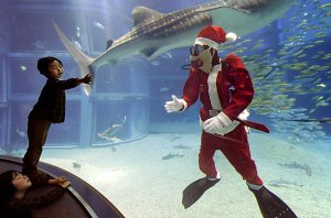 Santa with Sharks